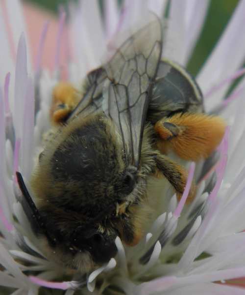 Eucera sp. (Apidae)